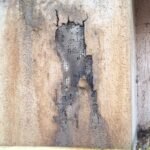 Cosar Oltenia - exemple asa nu (51)